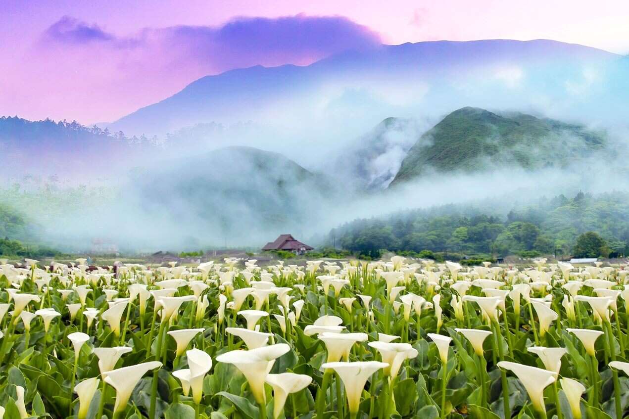 「竹子湖海芋季」在山景襯脫下更顯白色純白的海芋花海之美(圖片來源：臺北市政府工務局公園路燈工程管理處)