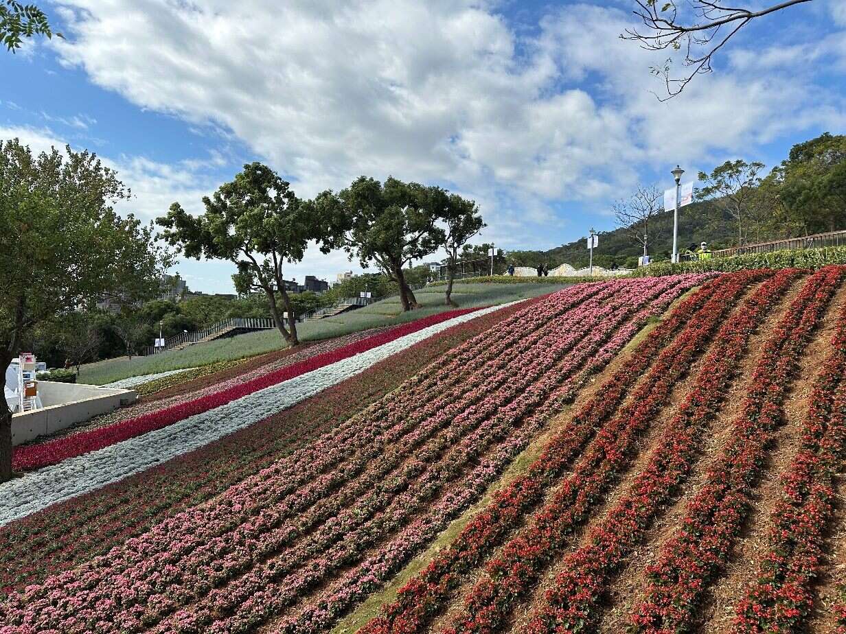 活動持續進行至3月31日的「三層崎花海」(圖片來源：臺北市政府工務局公園路燈工程管理處)