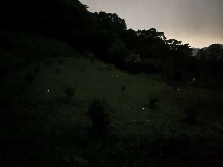 南港茶制厂萤火虫(图片来源：台北市政府工务局大地工程处)