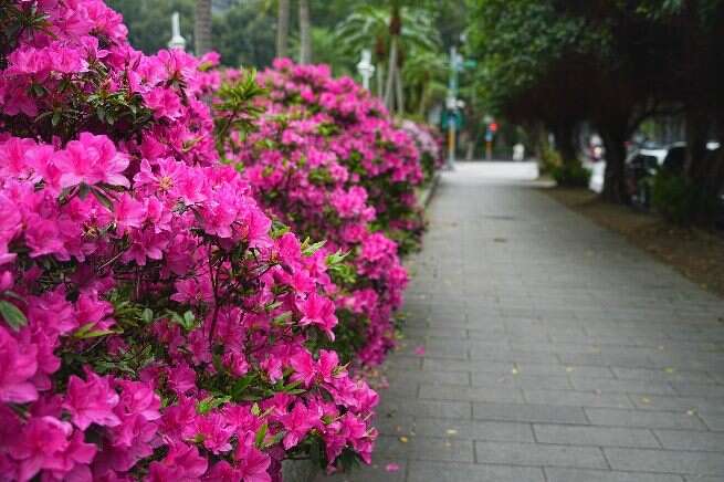臺北市多處街道正迎來杜鵑花開高峰(拍攝於介壽公園)(圖片來源：臺北市政府工務局公園路燈工程管理處)