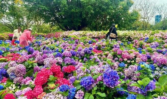 大安森林公園園區除杜鵑花外，還精心佈置醉蝶花、繡球花及四季草花交織綻放，營造繽紛春日景緻。(圖片來源：臺北市政府工務局公園路燈工程管理處)