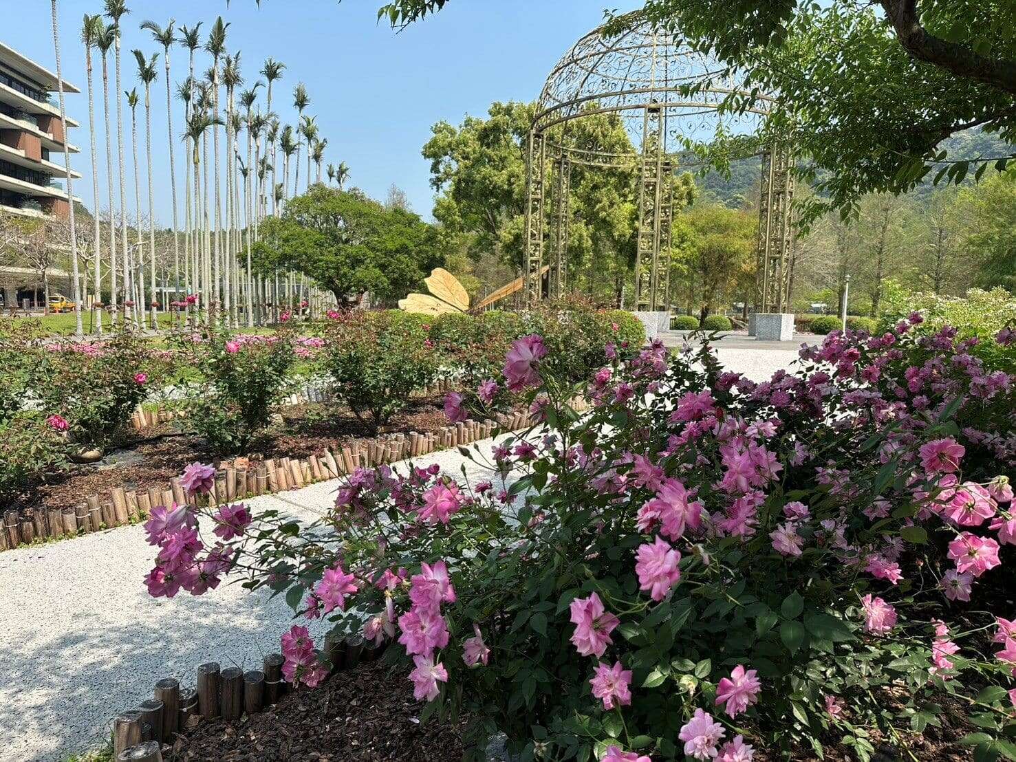 玫瑰及石竹、银叶菊映衬穹顶花海之美(图片来源：台北市政府工务局公园路灯工程管理处)