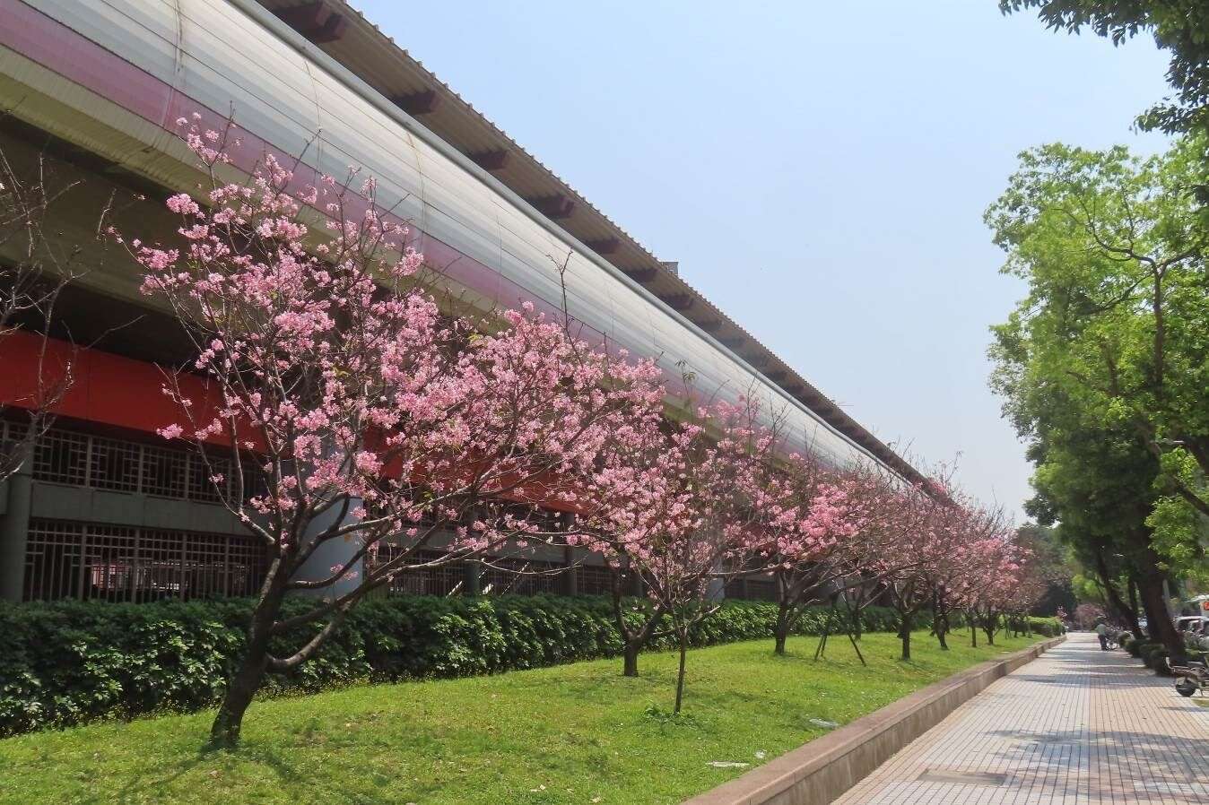 北投石牌站体富士樱盛开。(图片来源：台北市政府工务局公园路灯工程管理处)