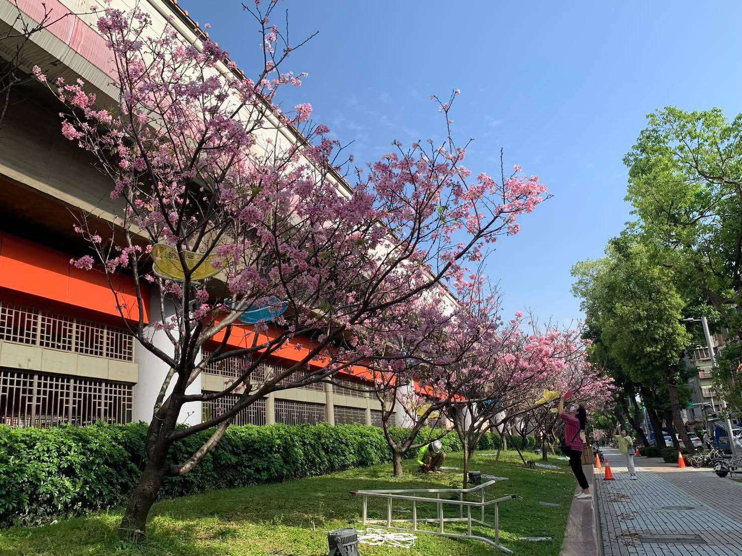 剑潭国小对面 富士樱美丽绽放(图片来源：台北市政府工务局公园路灯工程管理处)