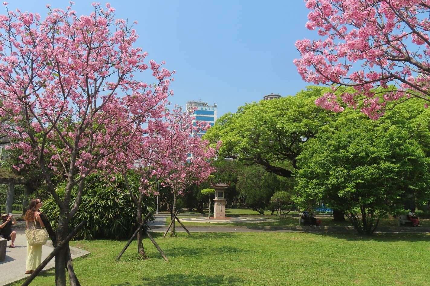 市区的二二八公园富士樱已於3月下旬盛开吸引外籍游客取景。(图片来源：台北市政府工务局公园路灯工程管理处)