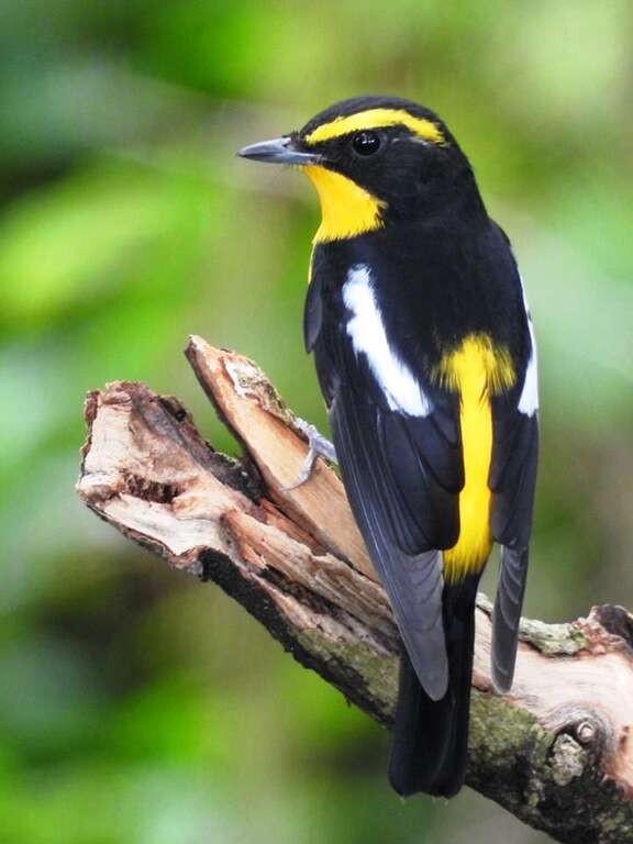 图一、稀有过境鸟—黄眉黄鶲，外观特徵为雄鸟的眉线为鲜黄色