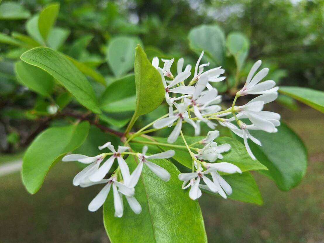 流苏花近照(图片来源：台北市政府工务局公园路灯工程管理处)