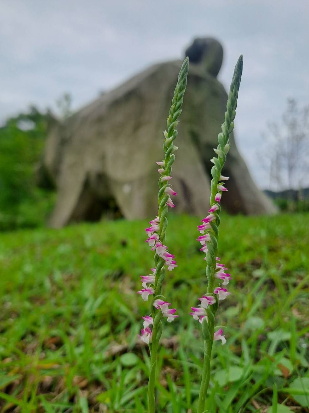 山水綠生態公園綬草綻放，點亮春日綠意(圖片來源：臺北市政府環境保護局)