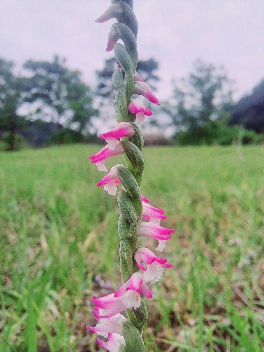 漫步山水綠生態公園，綬草花海迎春而開(圖片來源：臺北市政府環境保護局)