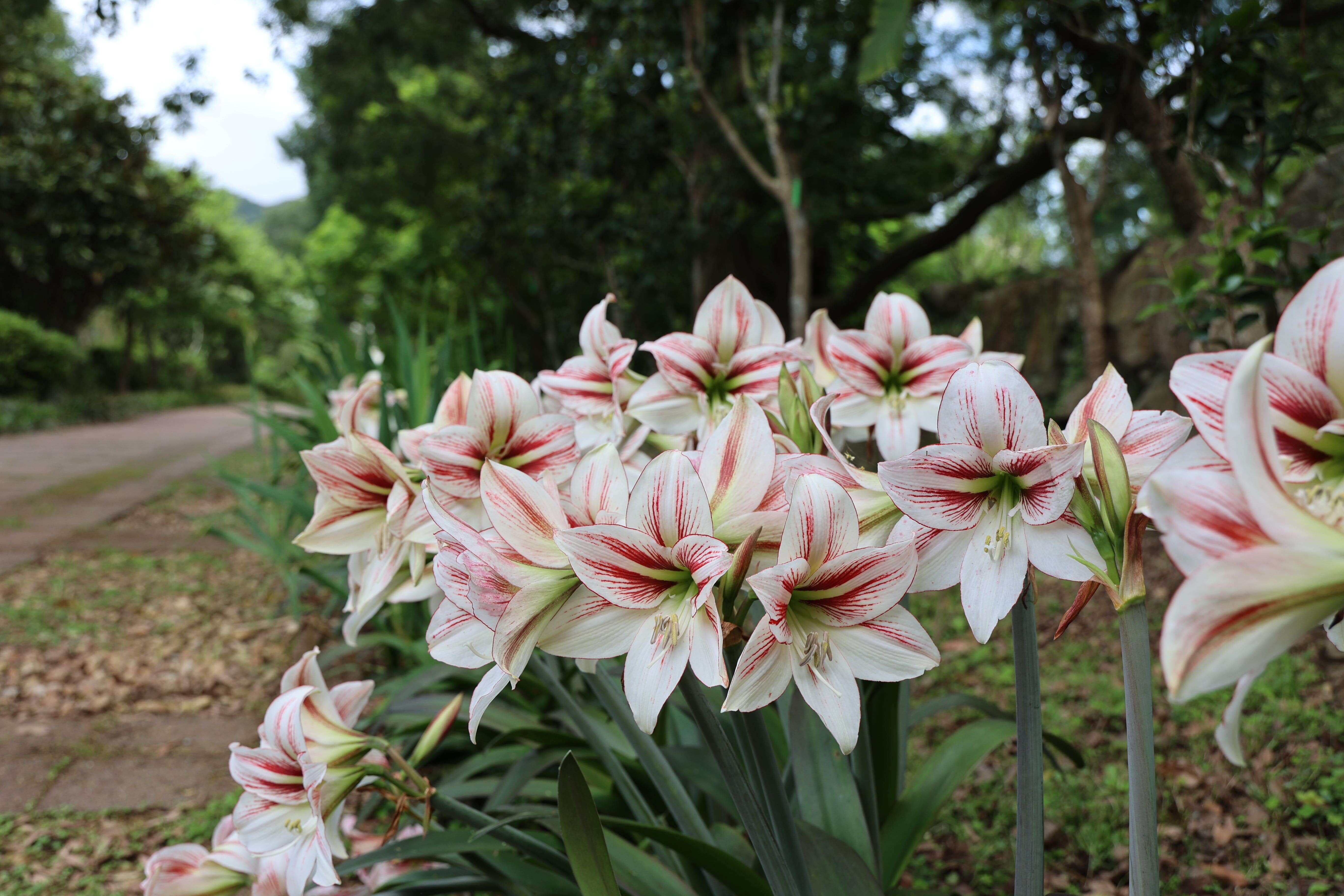 孤挺花綻放讓每個轉角都有驚喜。(圖片來源：臺北市政府工務局公園路燈工程管理處)