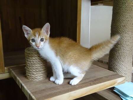 小橘子猫阿杰