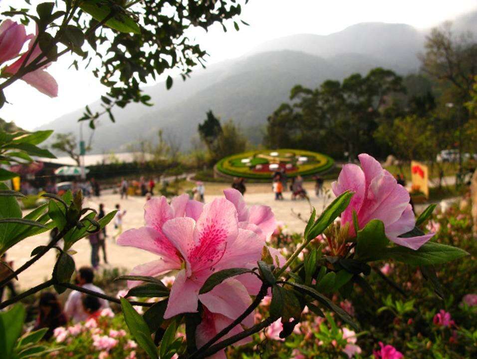 阳明山花季