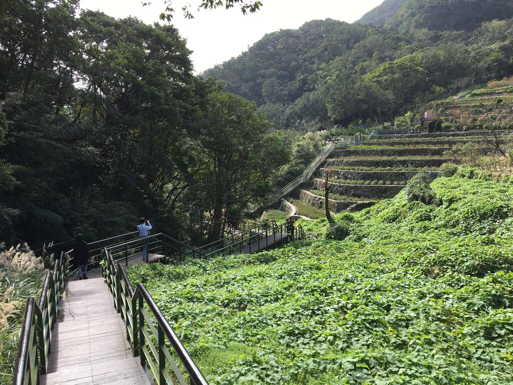附图2、梯田旁蜿蜒的青枫步道