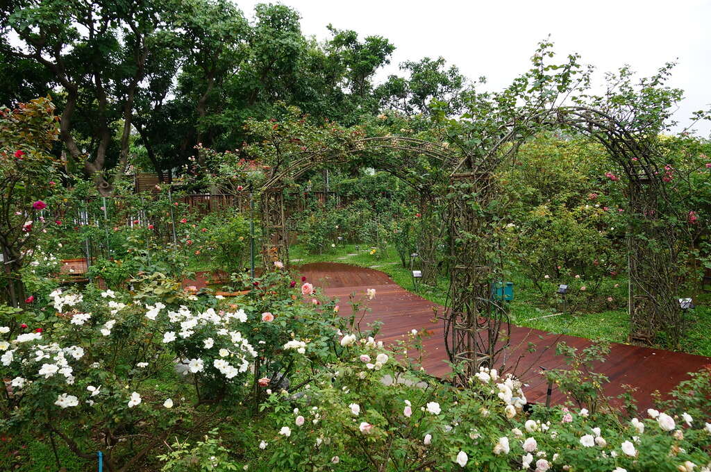 新生バラ園が生まれ変わる 秋季展は押し花で華やかに