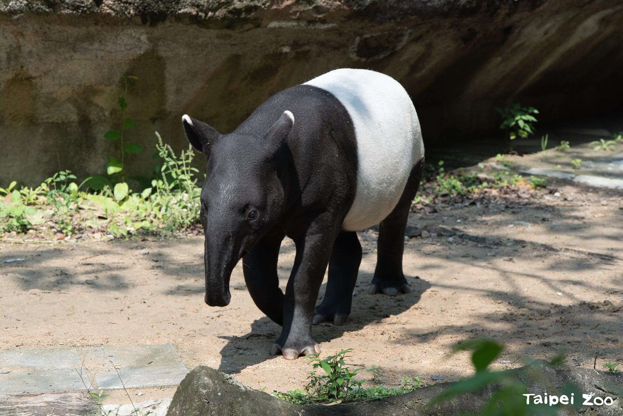 世界貘日World Tapir Day即将到来，欢迎大家来动物园认识马来貘保育，和9个月大的莉姆路打个招呼(图片来源：台北市立动物园)