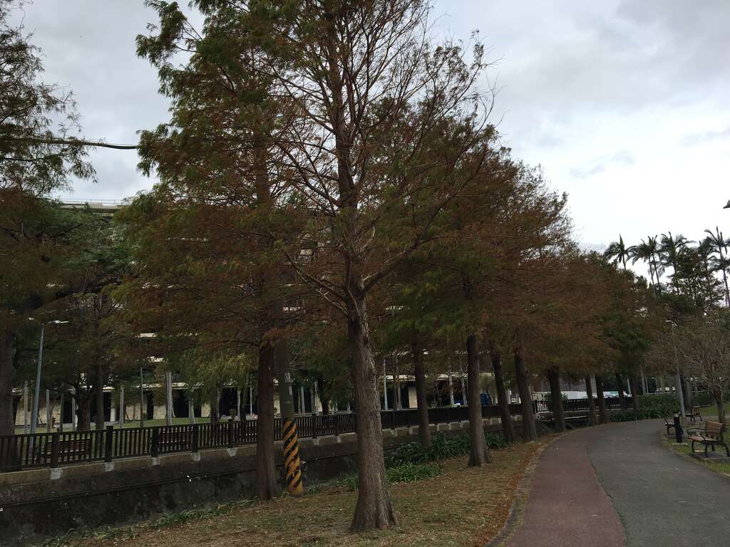 图1.北欧风的落羽松步道