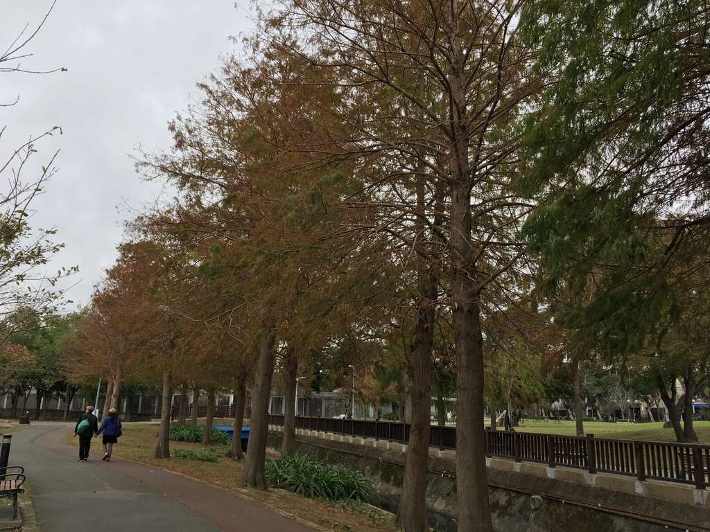图2.沿着水圳而种的落羽松群呈现黄叶
