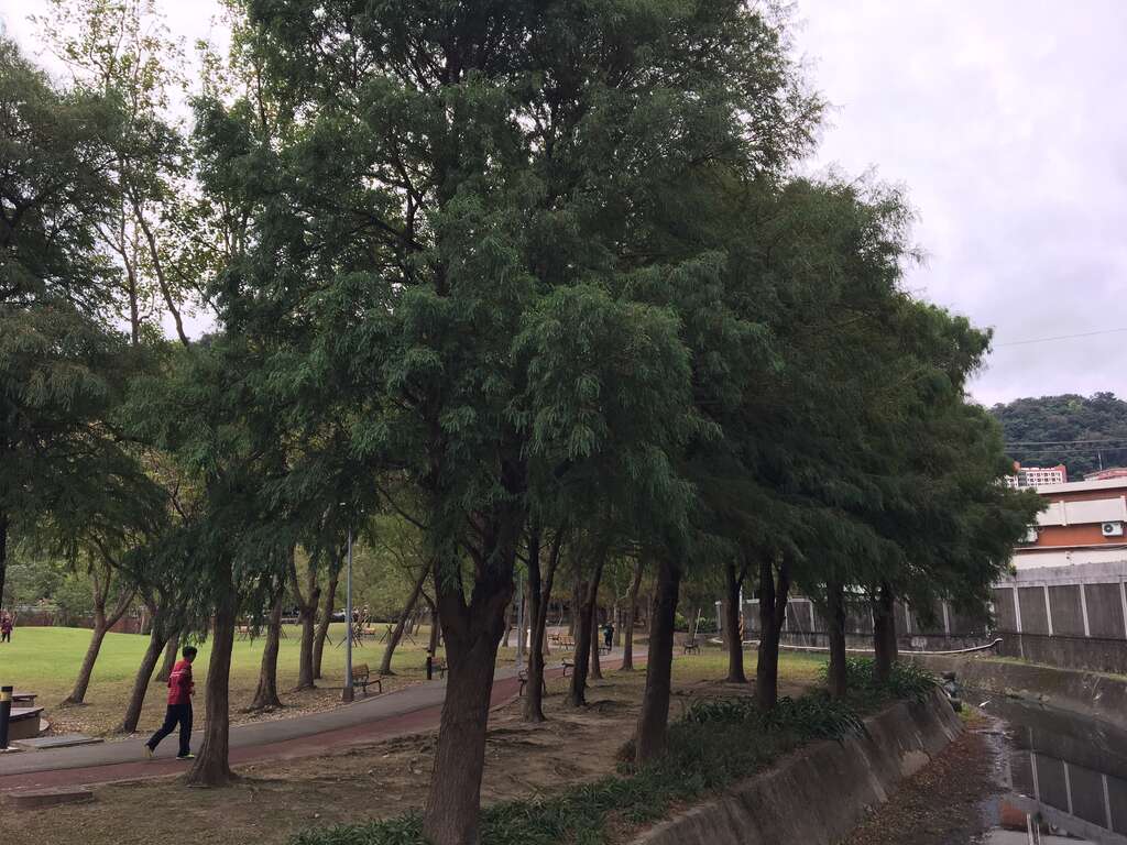 图4. 全年常绿英姿挺拔的「墨西哥落羽松」