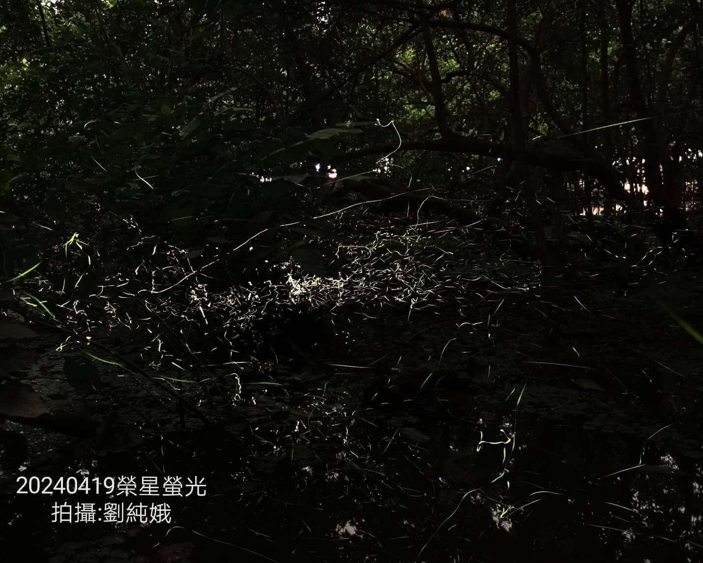志工团队在生态池拍出璀璨萤光。(荣星花园公园生态守护志工队刘纯娥拍摄)。