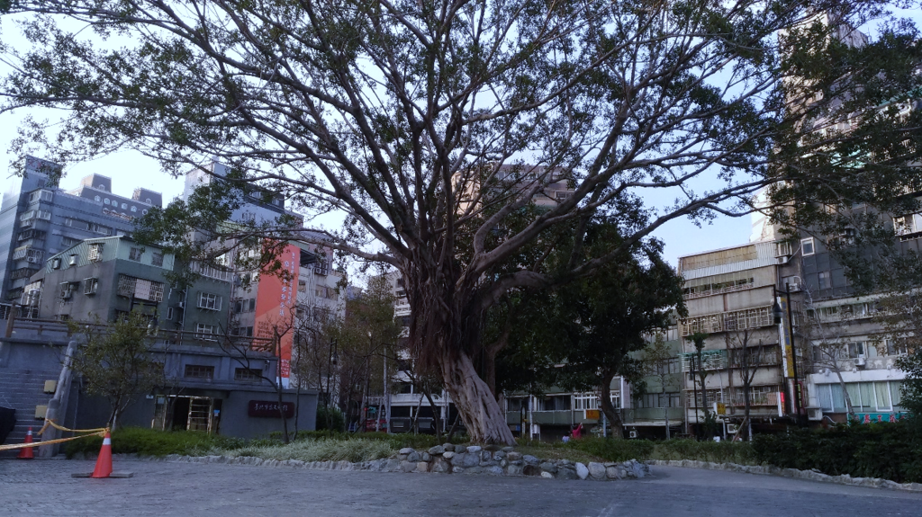 萬華406廣場-大榕樹