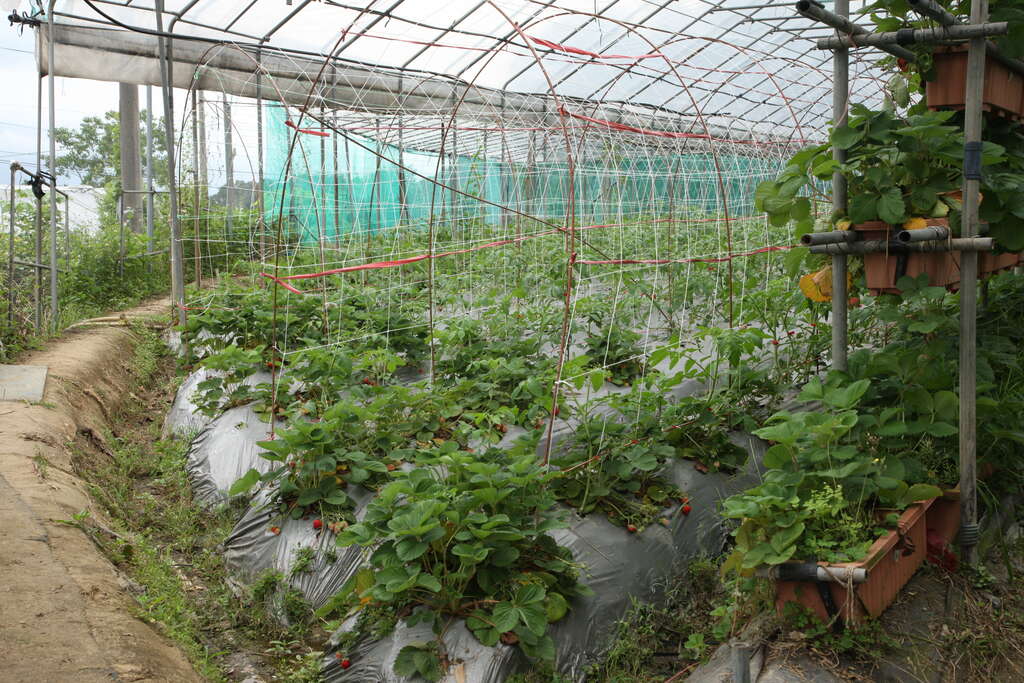 臺北市白石湖同心池換新妝  闔家出遊好去處