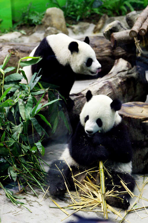 타이베이동물원 연간 주요 행사