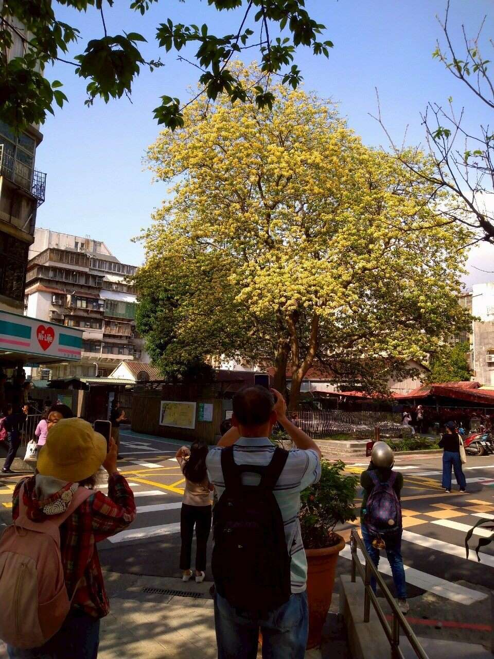 温州街鱼木赏花秘境藏身公馆巷弄(图片来源：台北市政府工务局公园路灯工程管理处)