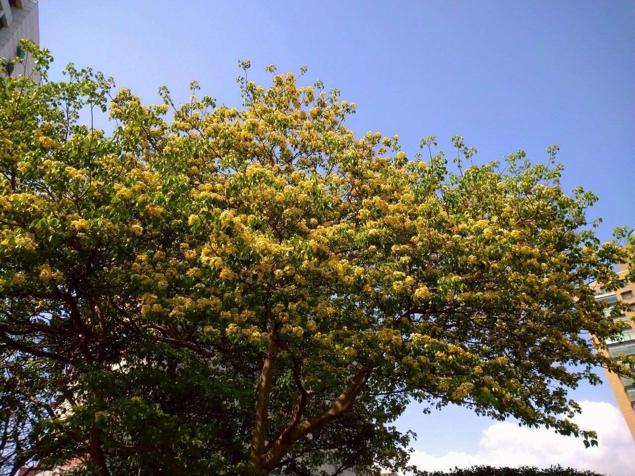 花生长於带叶枝条的先端，白色後转变为淡黄色或橘黄色，因此有着不同颜色层次美感(图片来源：台北市政府工务局公园路灯工程管理处)