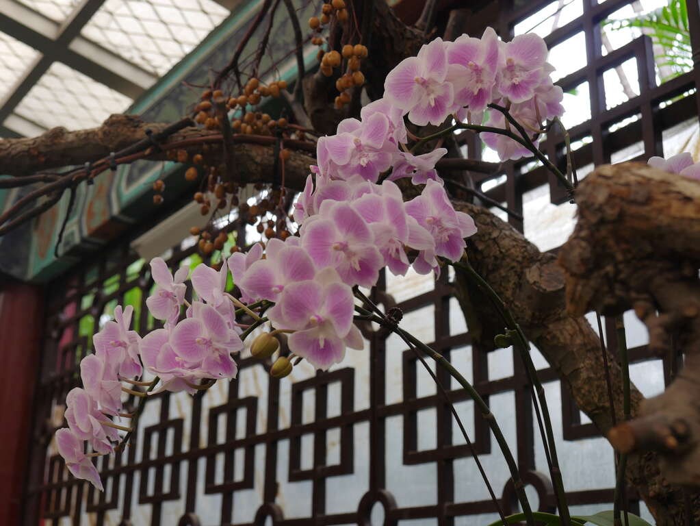 图3.「大唇粉蝶」如穿着粉红芭蕾舞衣的舞者，散发出恬淡静雅的气质