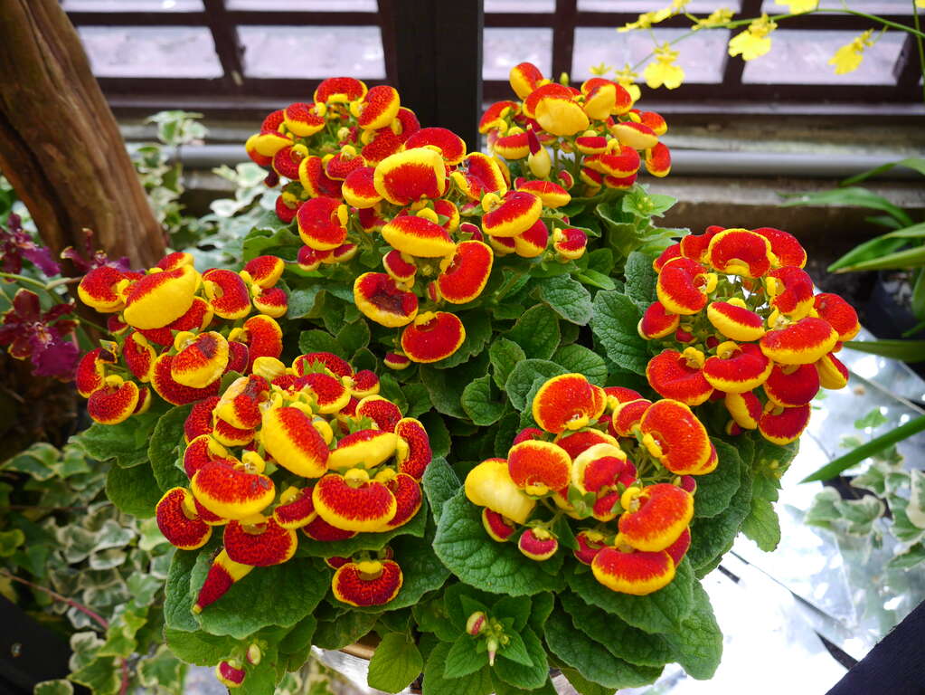 图5.「荷包花」花型特殊，盛开时像一个个玲珑可爱的小钱包