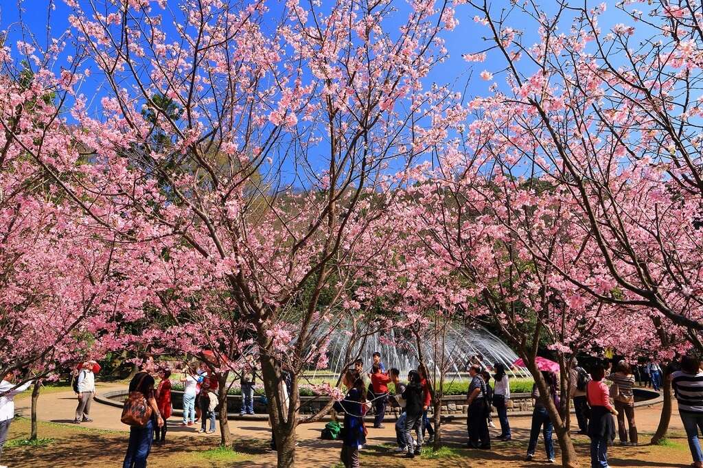 陽明山風景區農曆新年期間交通管制措施