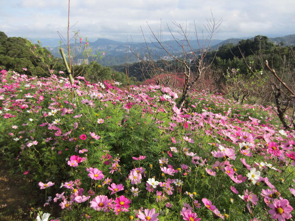2017 Taipei Recreational Farms CNY Holiday Hours