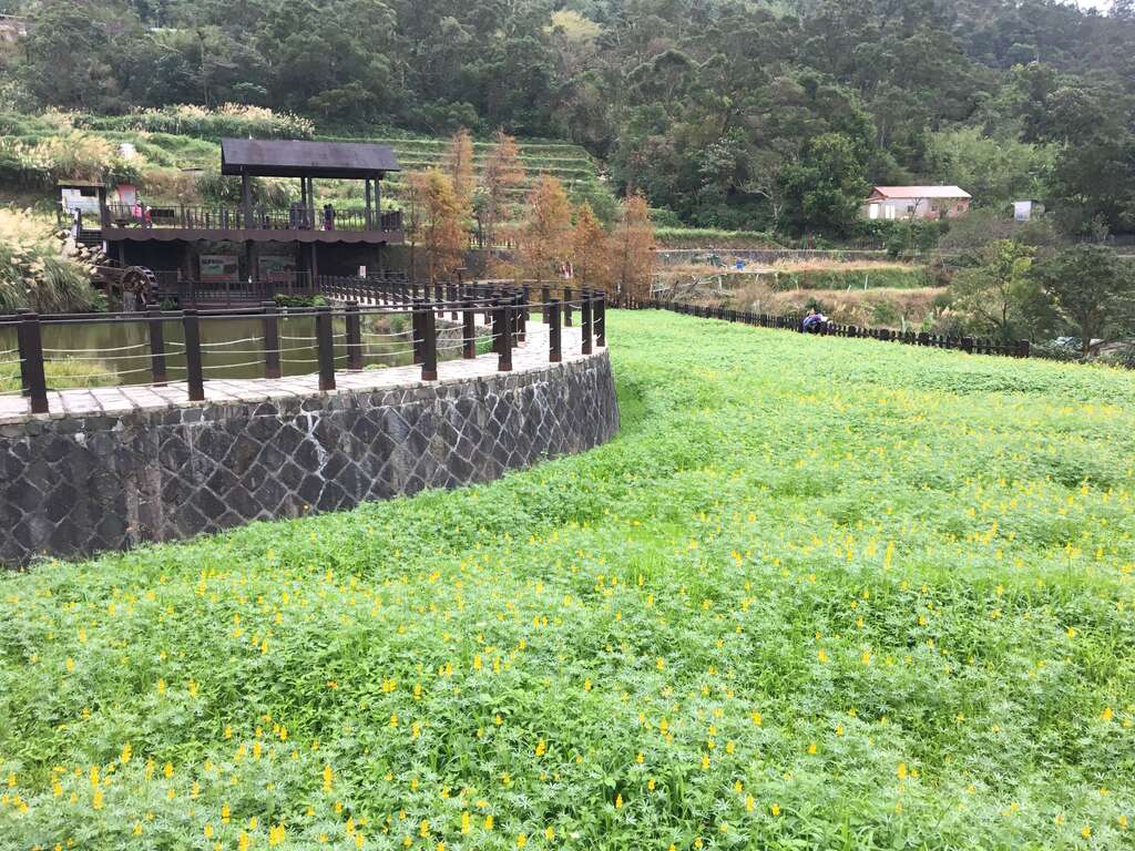 沿着樟树步道赏花观鱼