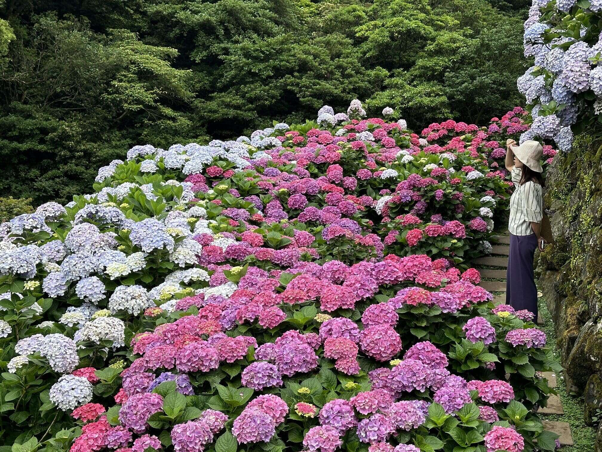 层层堆叠的绣球花海，彷佛走进童话世界(图片来源：台北市政府产业发展局)