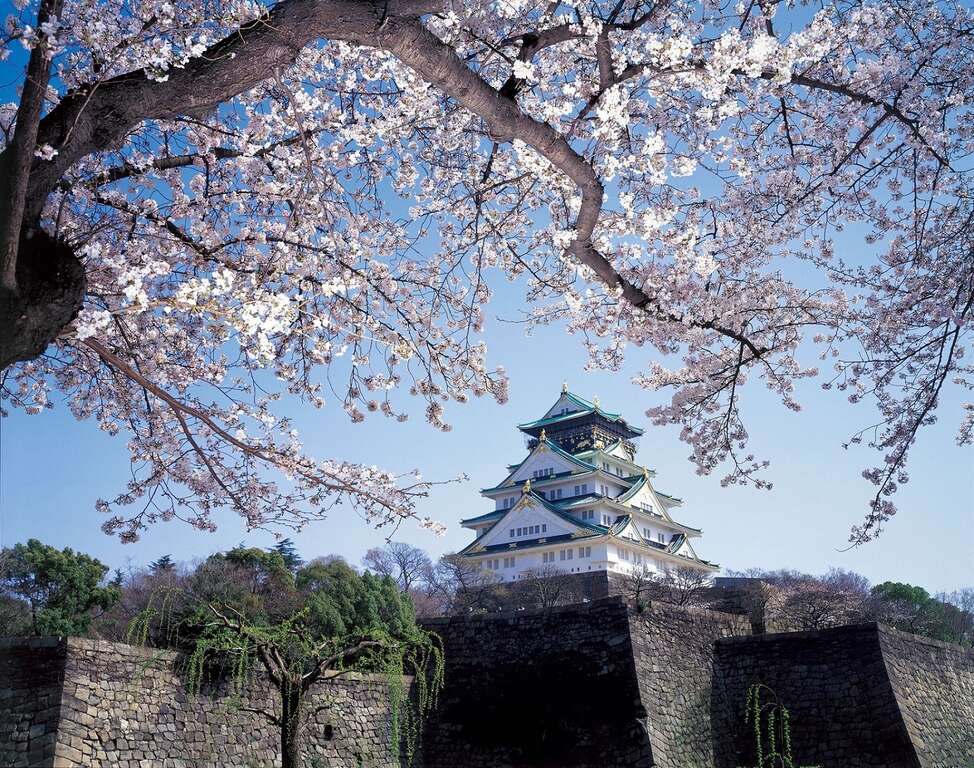 樱花盛开的大阪城
