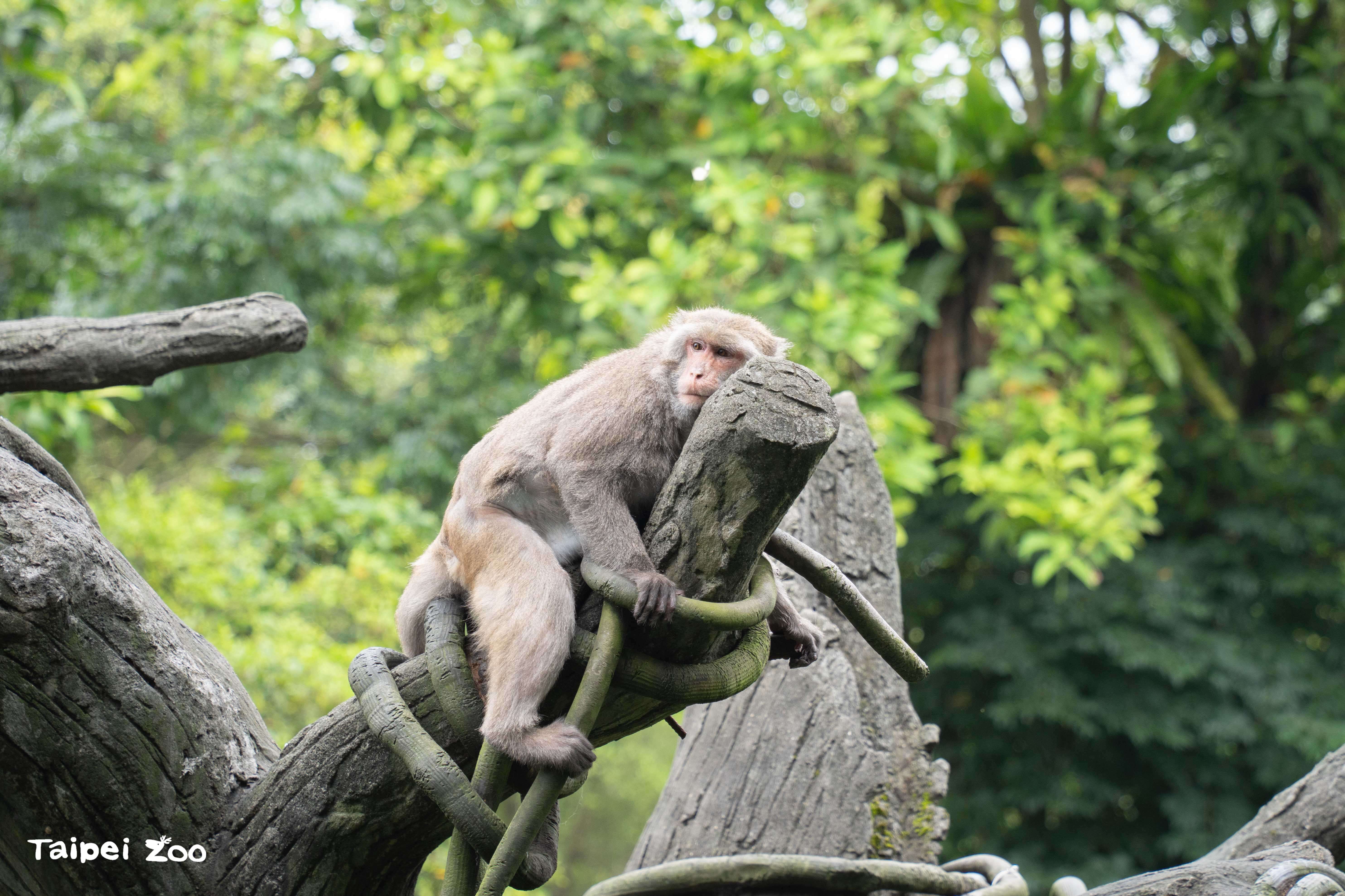 再次提醒動物園6月18日起休園至6月27日喔！別撲空啦！(圖片來源：臺北市立動物園)
