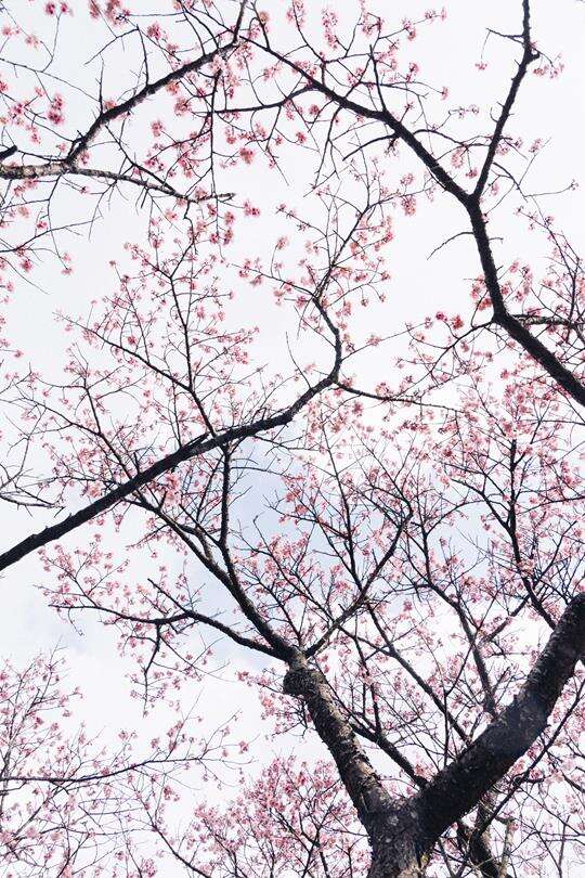 Flowers in Taipei