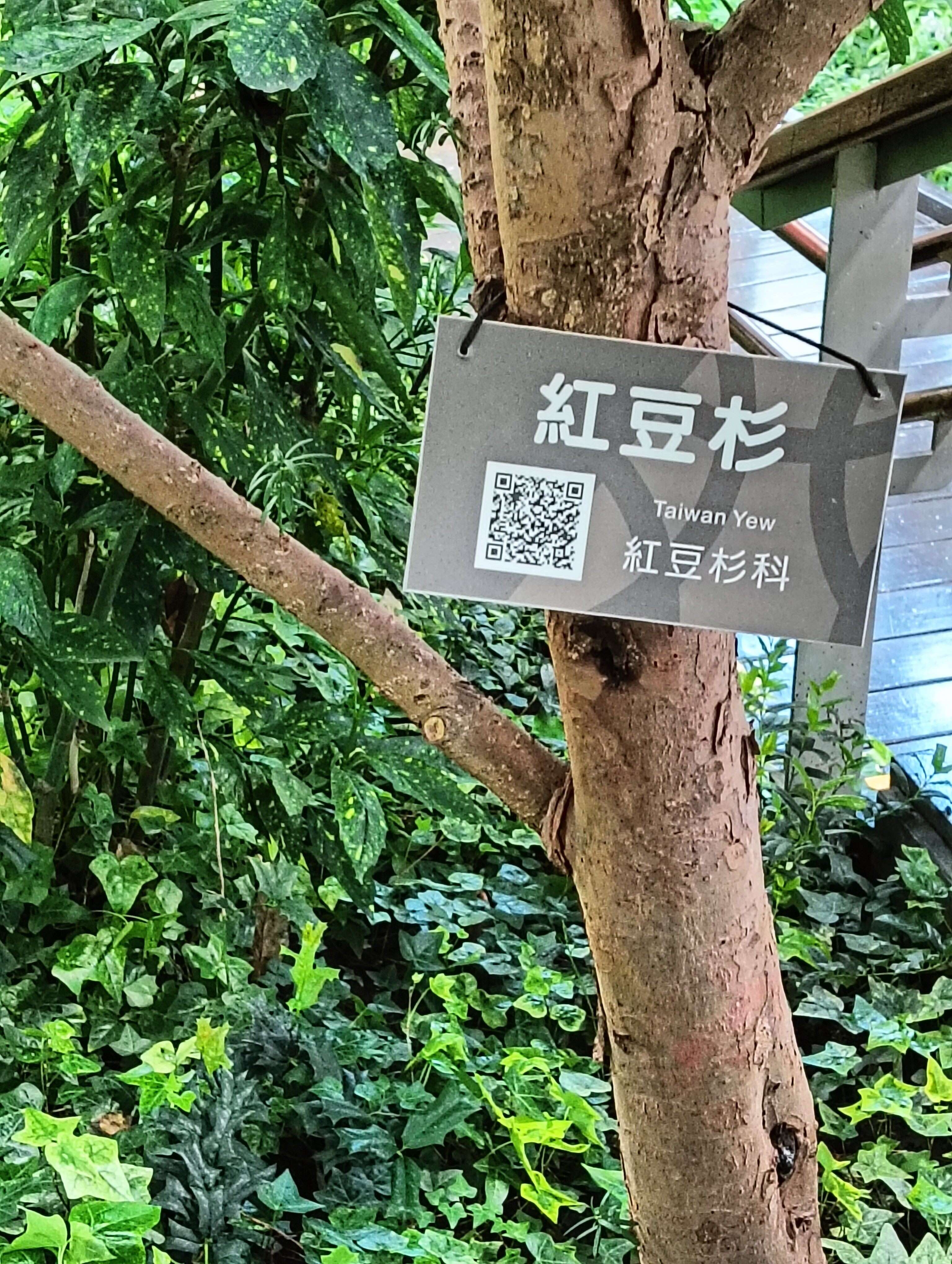 紅豆杉樹幹略扭曲，樹皮紅褐色，不規則片狀剝落。(圖片來源：臺北市政府工務局公園路燈工程管理處)