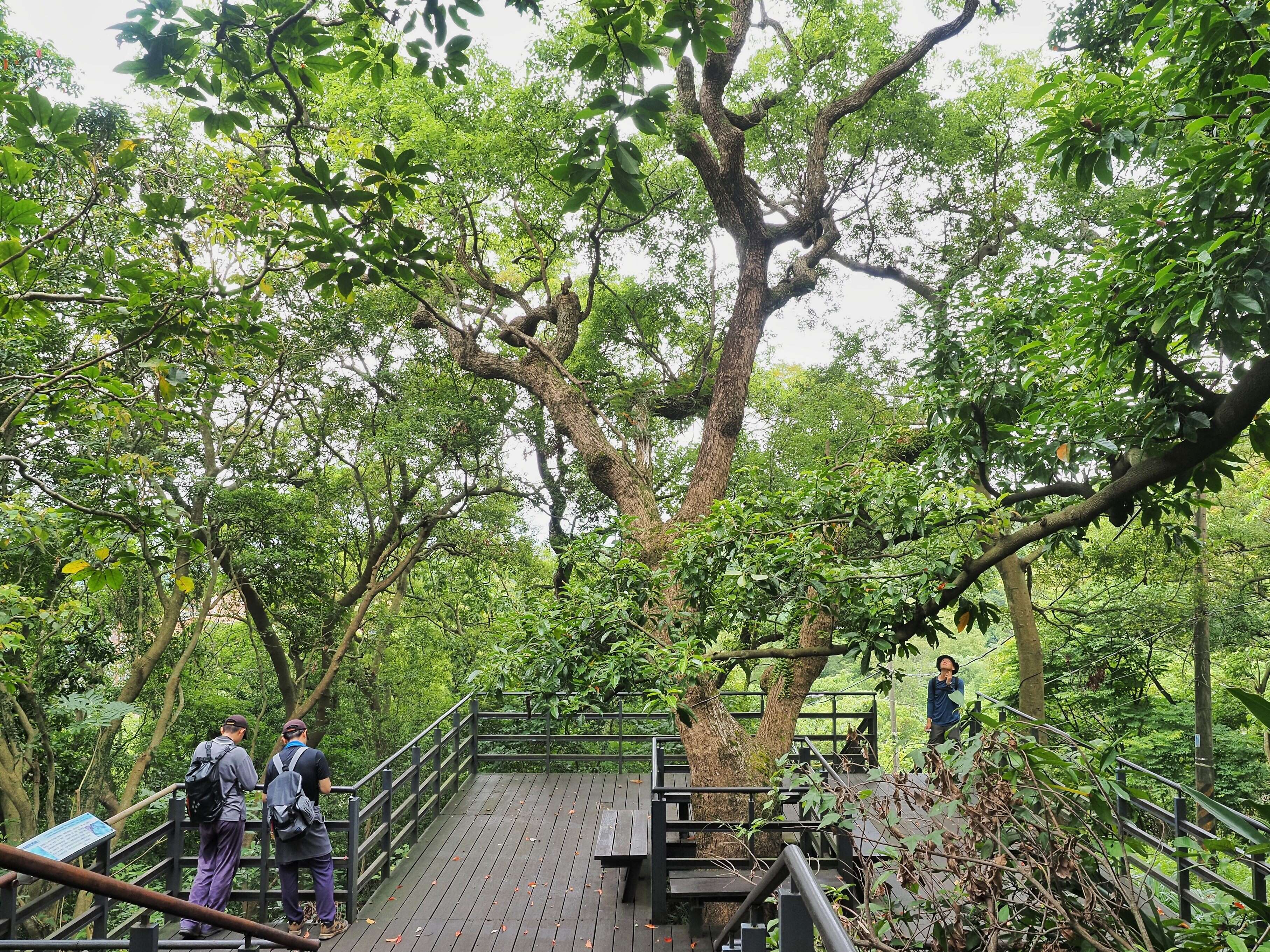 樟樹 圓山風景區飛羽的家(圖片來源：臺北市政府工務局大地工程處)