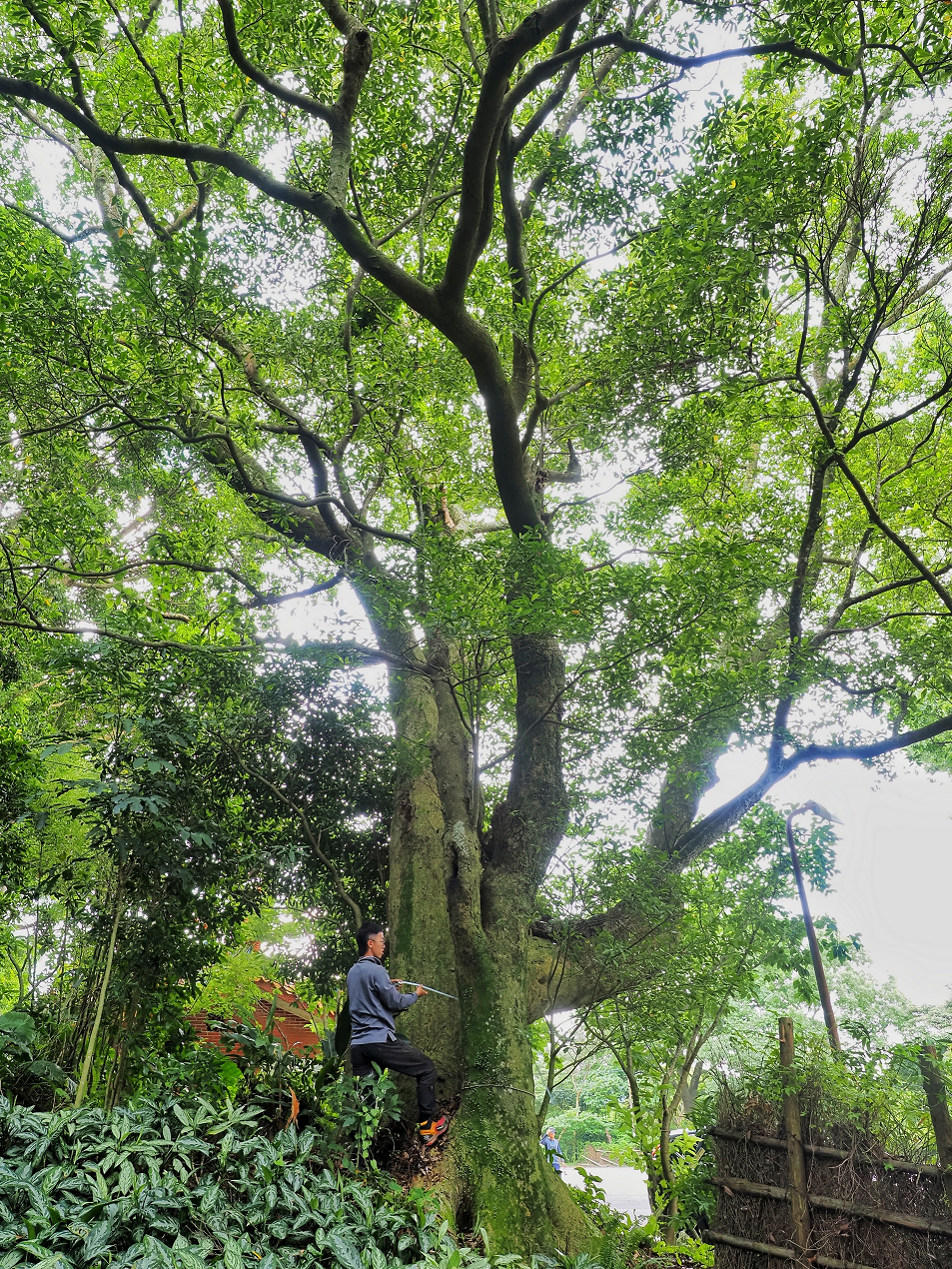 烏心石 橫嶺古道紅壇登山口(圖片來源：臺北市政府工務局大地工程處)