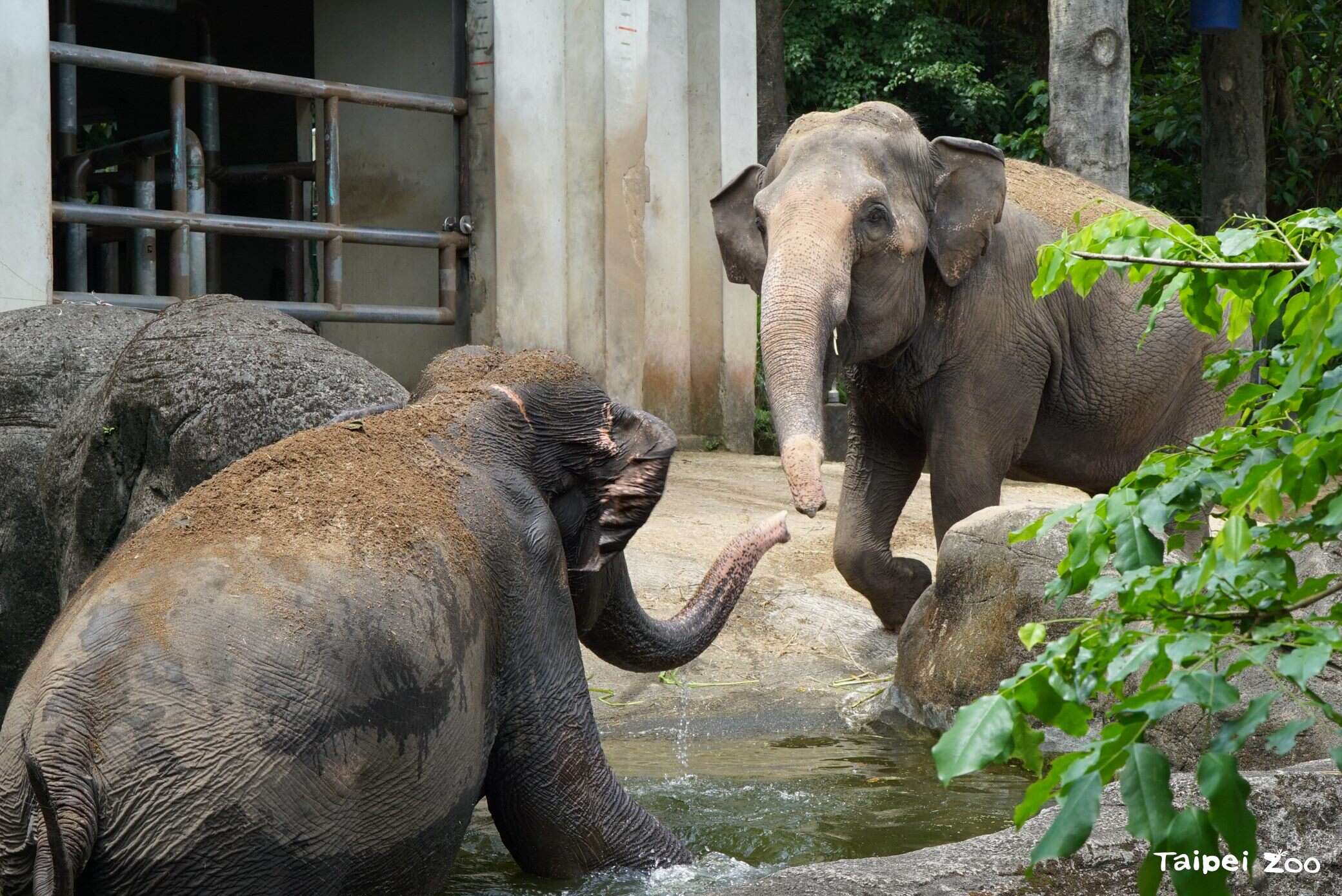 亞洲象會躺在水裡玩耍降溫(圖片來源：臺北市立動物園)
