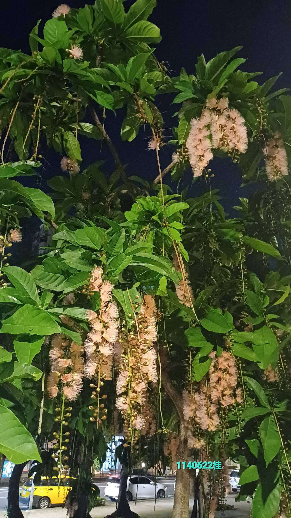 荣星花园公园靠近民权龙江路口栽植8株穗花棋盘脚。(图片来源：台北市政府工务局公园路灯工程管理处)