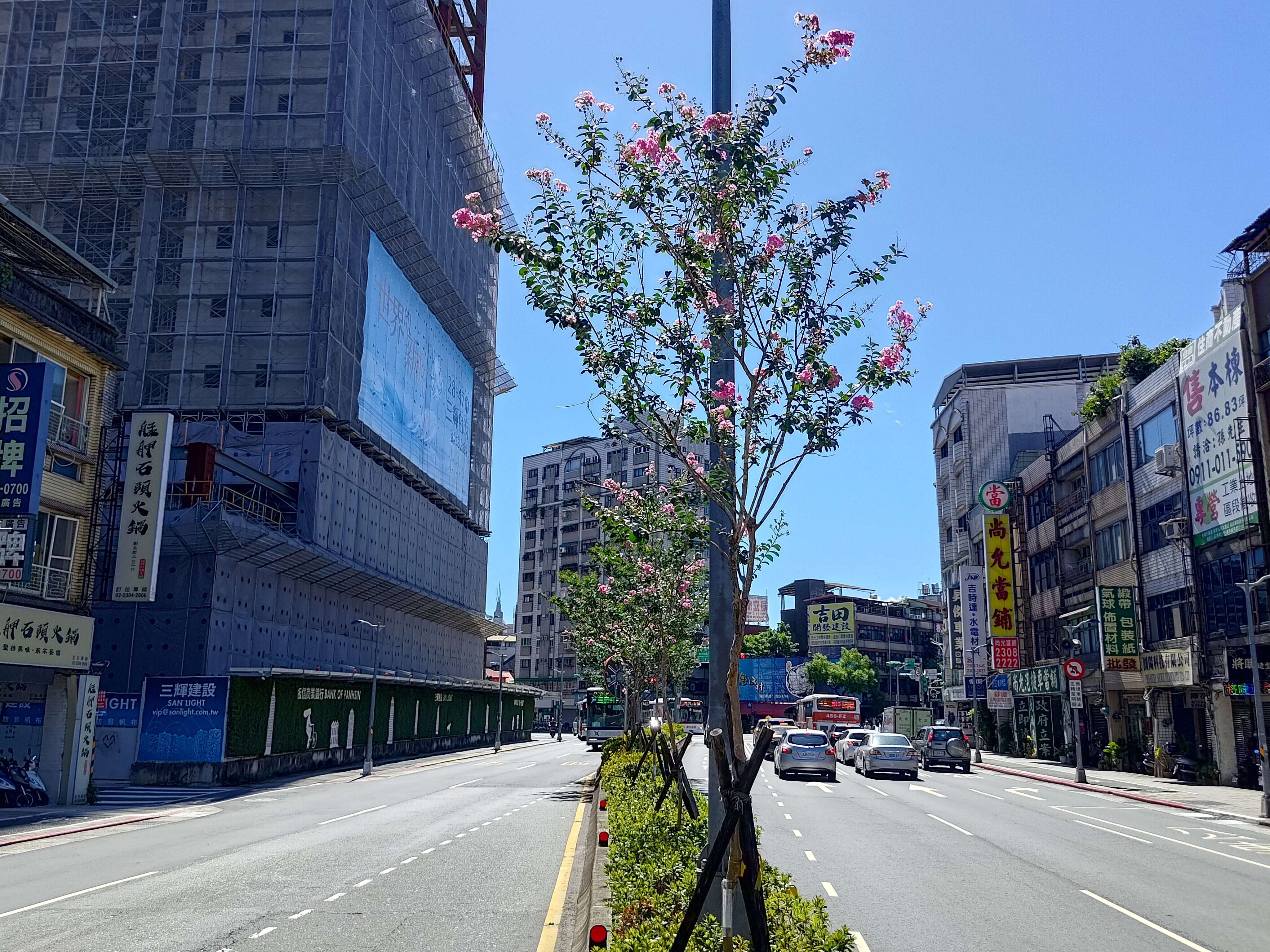 和平西路三段中央分隔岛上紫薇渐开，增添道路鲜明色彩(图片来源：台北市政府工务局公园路灯工程管理处)