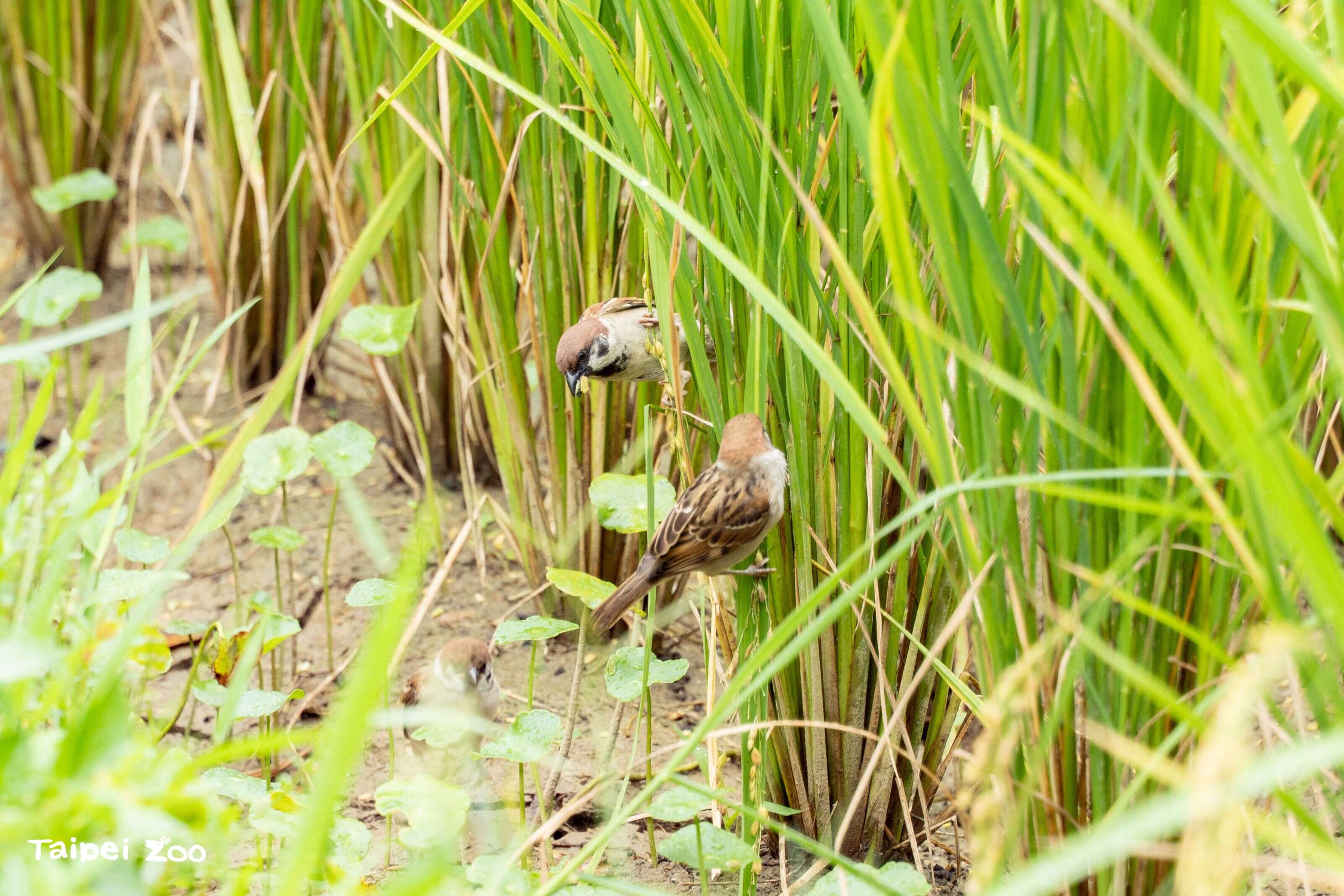 麻雀在稻田中自在的嬉戲、啄食稻米(圖片來源：臺北市立動物園)