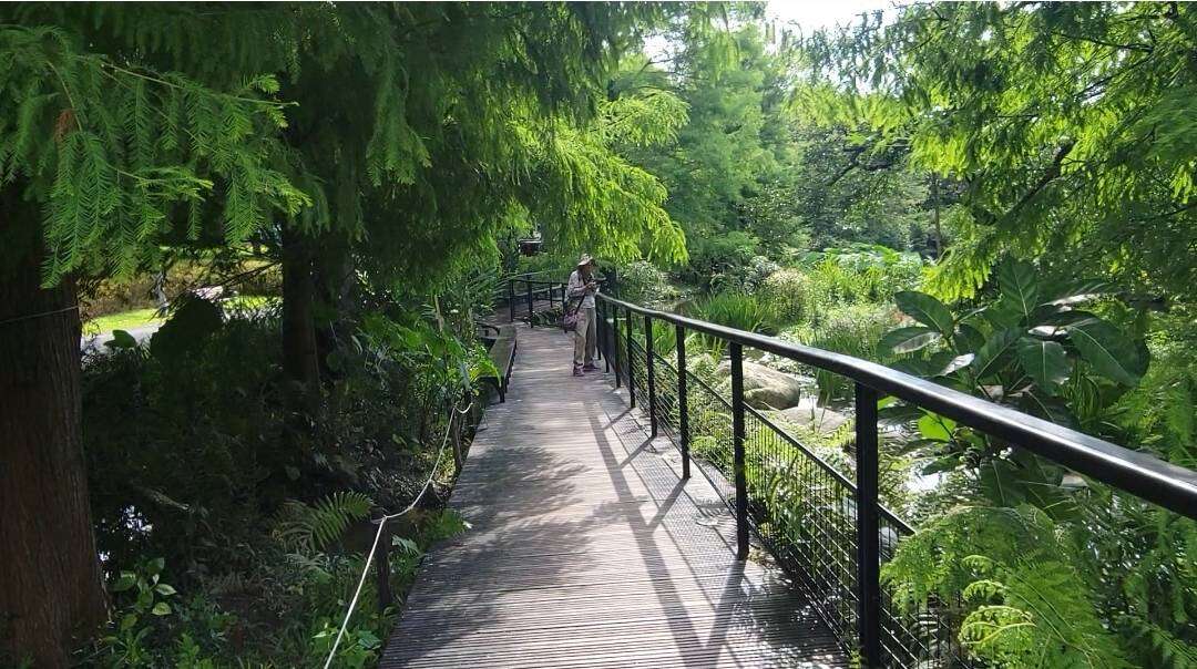 落羽松步道呈现不同四季风貌(图片来源：台北市政府工务局公园路灯工程管理处)