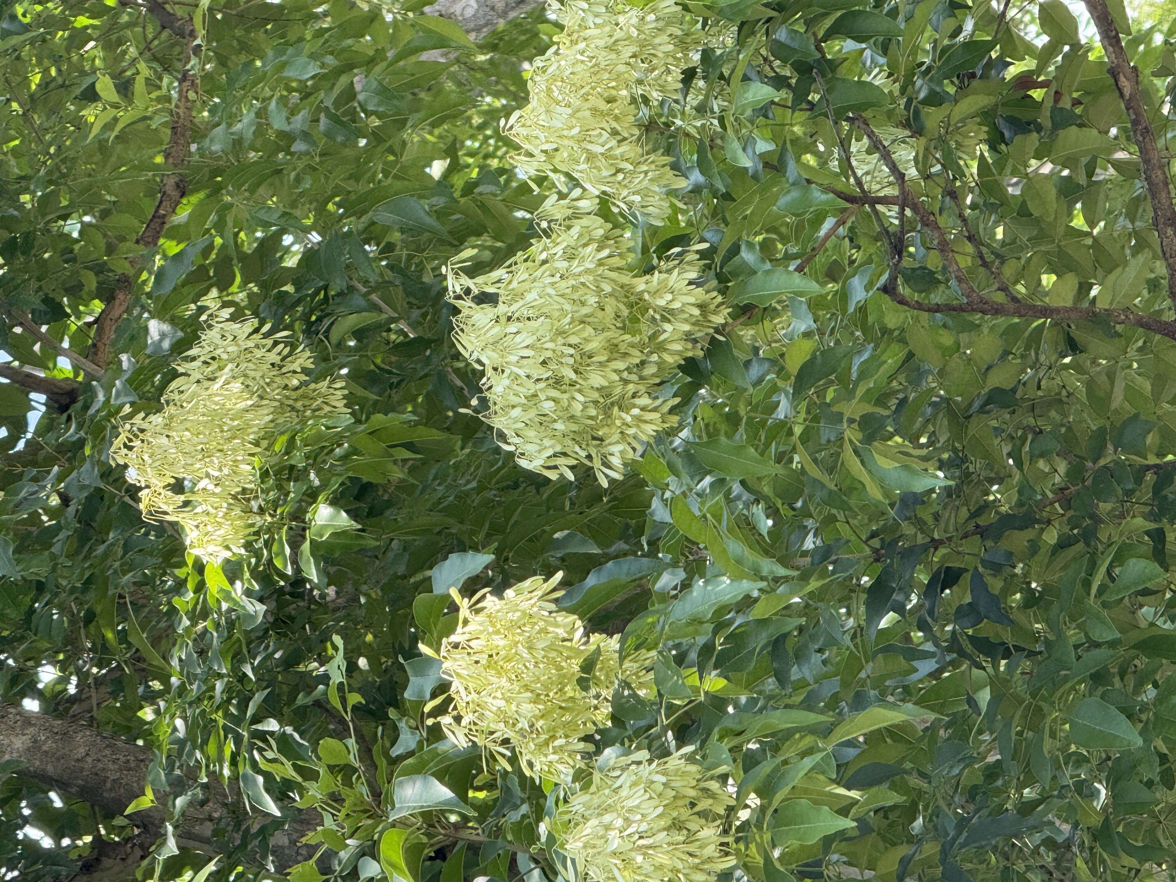 「光腊树」花黄白色，有明显的圆锥状花序。(图片来源：台北市政府工务局公园路灯工程管理处)