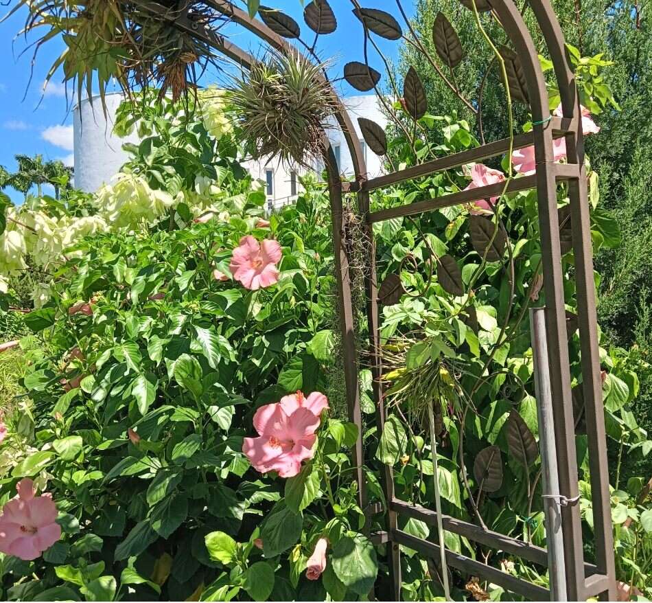扶桑花又名朱槿，是典型热带花卉。(图片来源：台北市政府工务局公园路灯工程管理处)