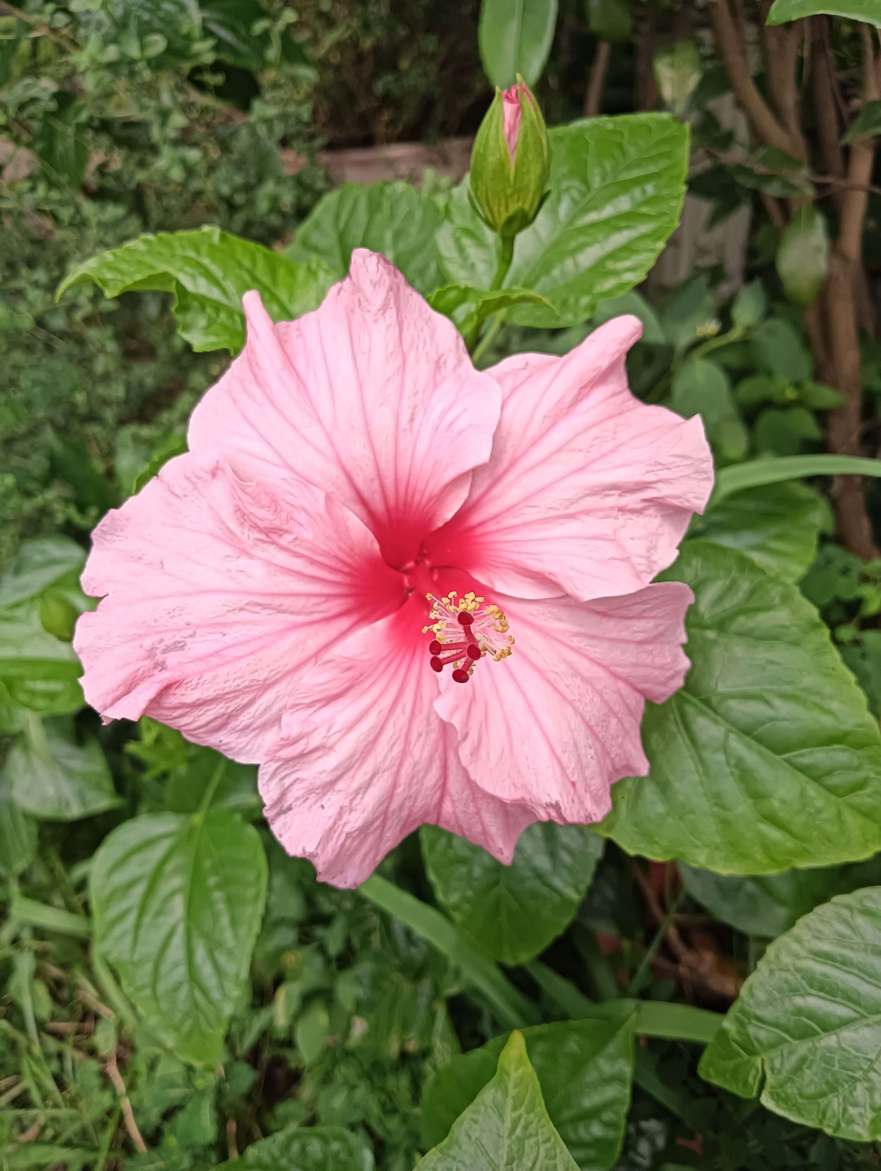 신성공원 꽃놀이