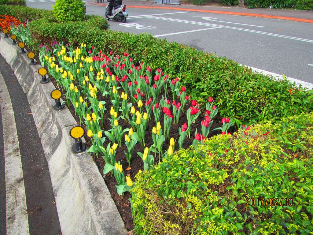 6黃紅相間的鬱金香增添街道風貌