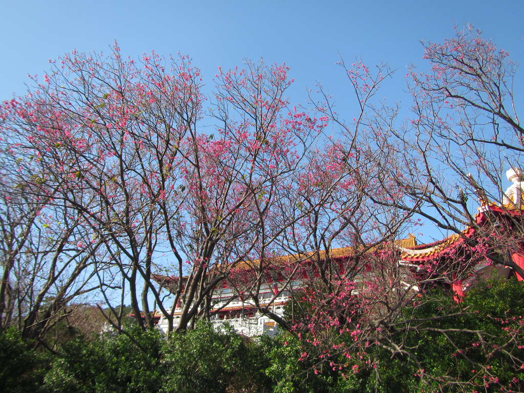 台北市北投区大屯里吴氏宗祠山樱开花现况